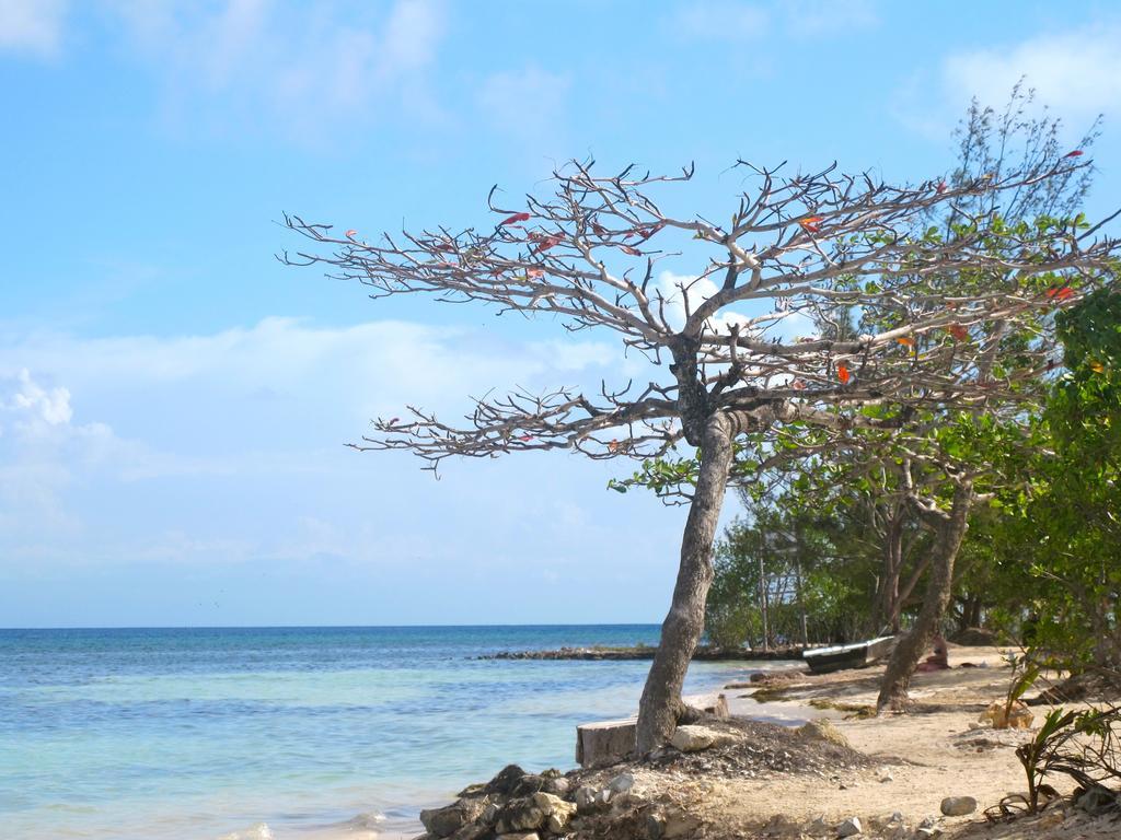 Coral View Beach Resort Utila Kültér fotó
